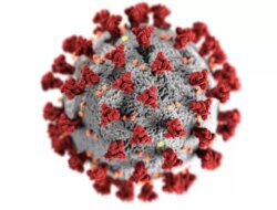 Salah Satu Karakter Virus Yang Membuatnya Mampu Menimbulkan Mutasi Makhluk Hidup Adalah