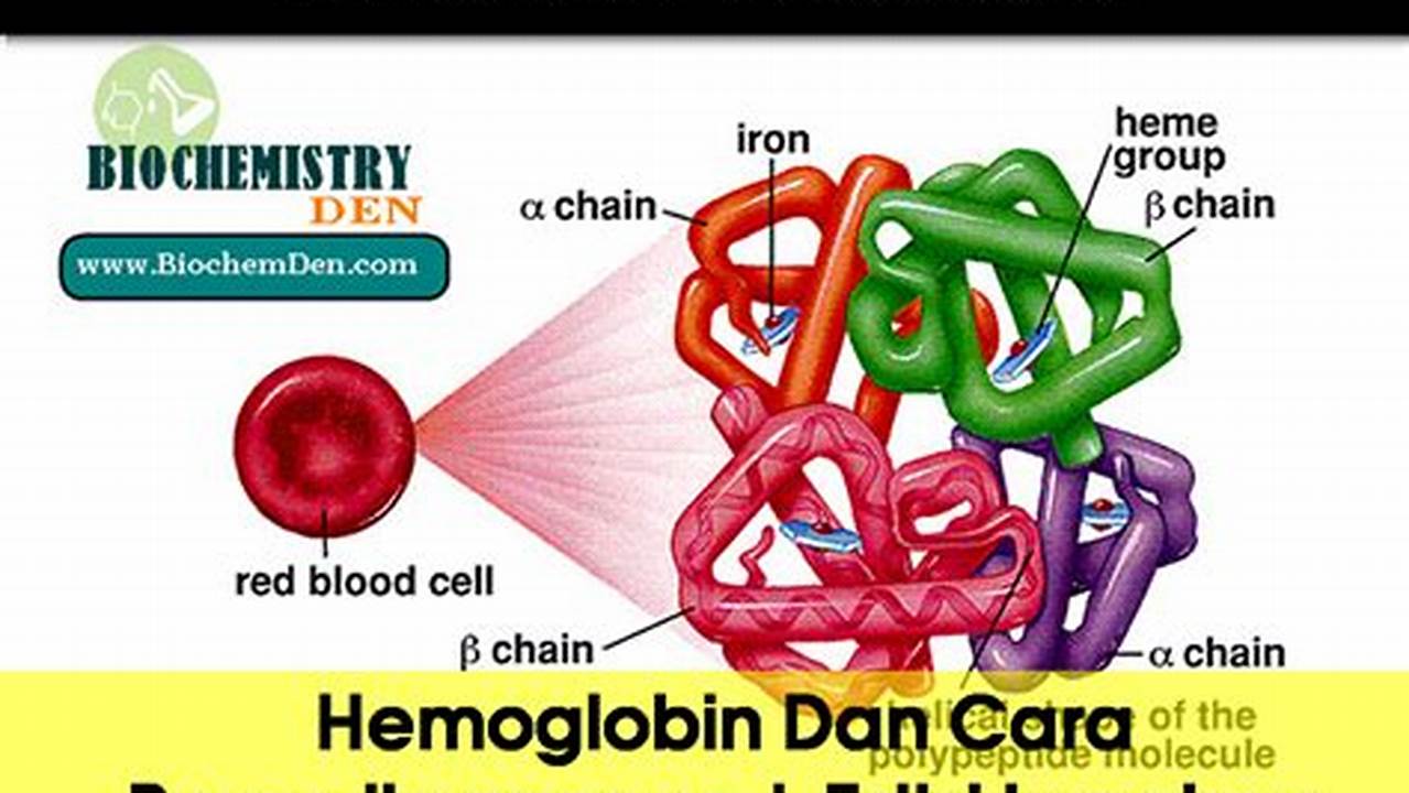 Mengikat Hemoglobin Dalam Darah, Pendidikan